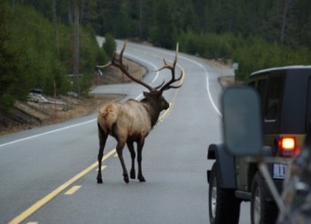 Animal-caza-carretera